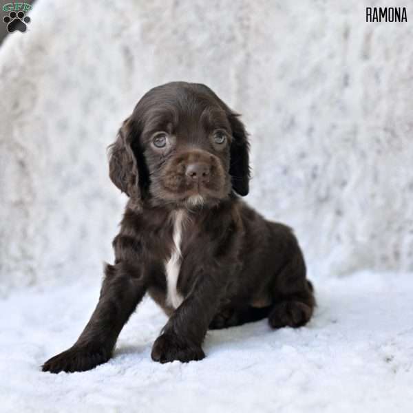 Ramona, Cocker Spaniel Puppy