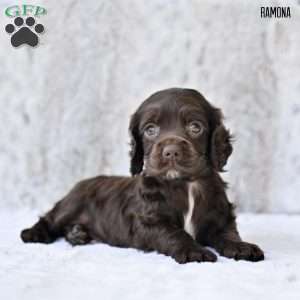 Ramona, Cocker Spaniel Puppy