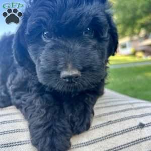 Blackie, Mini Aussiedoodle Puppy