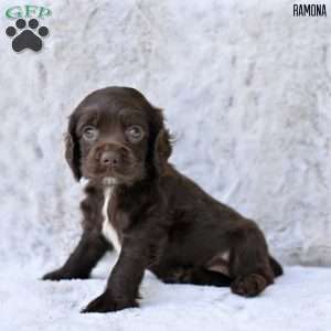 Ramona, Cocker Spaniel Puppy