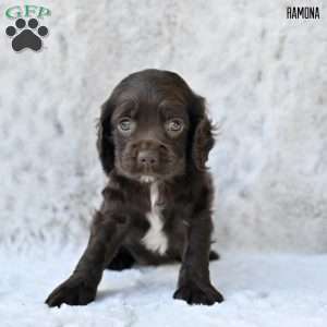 Ramona, Cocker Spaniel Puppy