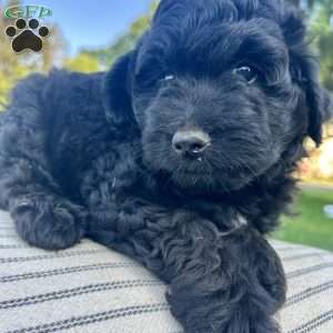 Blackie, Mini Aussiedoodle Puppy