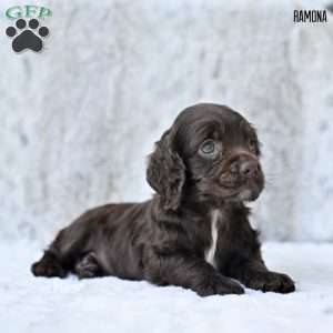 Ramona, Cocker Spaniel Puppy