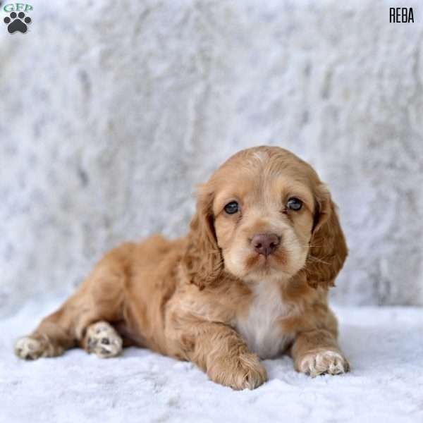 Reba, Cocker Spaniel Puppy