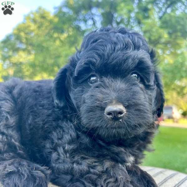 Blackie, Mini Aussiedoodle Puppy