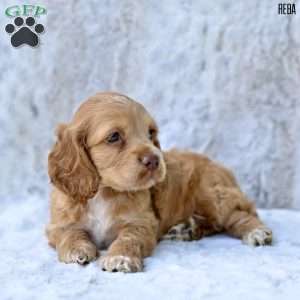 Reba, Cocker Spaniel Puppy