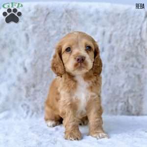 Reba, Cocker Spaniel Puppy