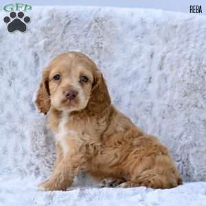 Reba, Cocker Spaniel Puppy
