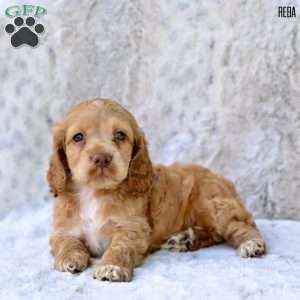 Reba, Cocker Spaniel Puppy