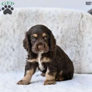 Rudy, Cocker Spaniel Puppy