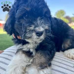 Koko, Mini Aussiedoodle Puppy