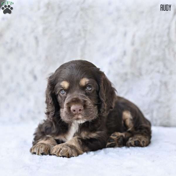 Rudy, Cocker Spaniel Puppy
