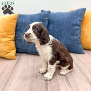 Nico, English Springer Spaniel Puppy