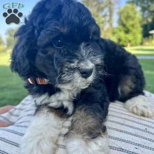 Koko, Mini Aussiedoodle Puppy