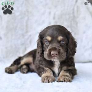 Rudy, Cocker Spaniel Puppy