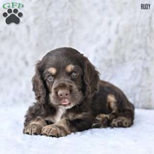 Rudy, Cocker Spaniel Puppy