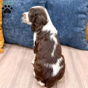 Nico, English Springer Spaniel Puppy
