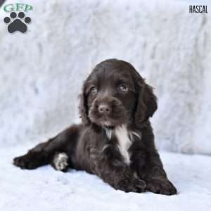 Rascal, Cocker Spaniel Puppy