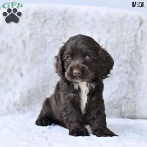 Rascal, Cocker Spaniel Puppy