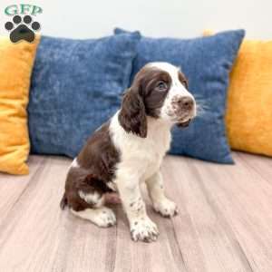 Nico, English Springer Spaniel Puppy