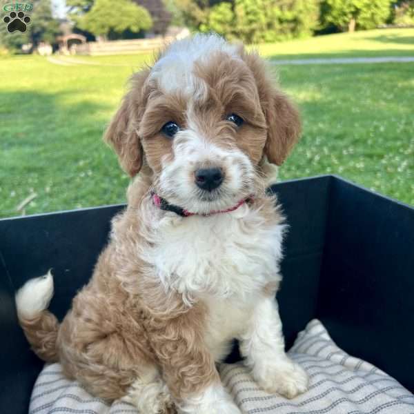 Honey, Mini Aussiedoodle Puppy