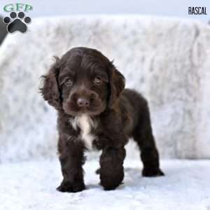 Rascal, Cocker Spaniel Puppy