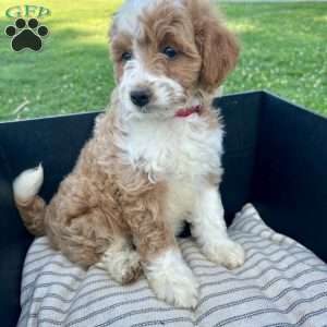 Honey, Mini Aussiedoodle Puppy