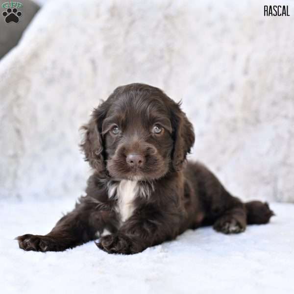 Rascal, Cocker Spaniel Puppy