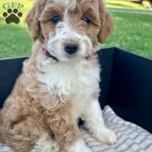 Honey, Mini Aussiedoodle Puppy