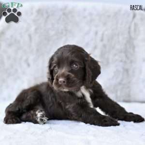 Rascal, Cocker Spaniel Puppy