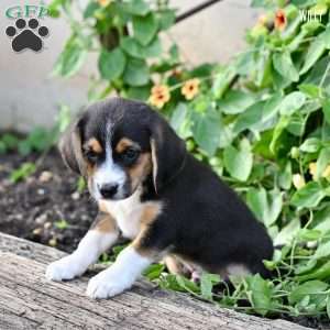 Willy, Beagle Mix Puppy