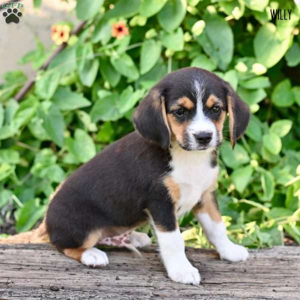 Willy, Beagle Mix Puppy