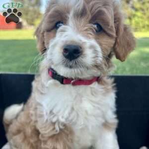 Honey, Mini Aussiedoodle Puppy
