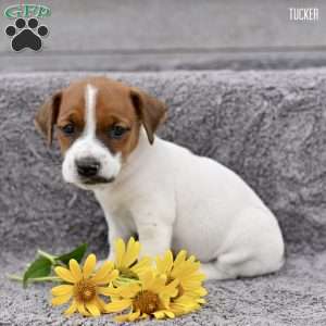 Tucker, Jack Russell Terrier Puppy