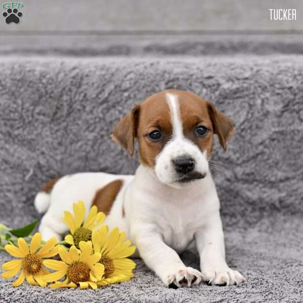 Tucker, Jack Russell Terrier Puppy