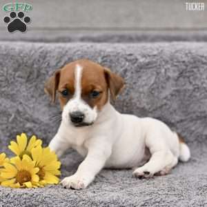 Tucker, Jack Russell Terrier Puppy