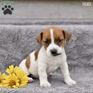 Tucker, Jack Russell Terrier Puppy