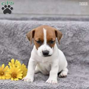 Tucker, Jack Russell Terrier Puppy