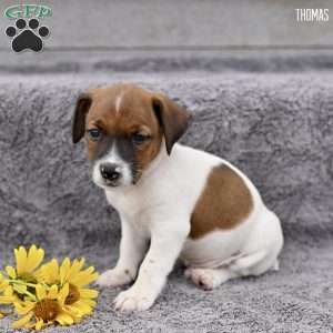 Thomas, Jack Russell Terrier Puppy