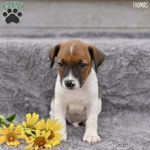 Thomas, Jack Russell Terrier Puppy