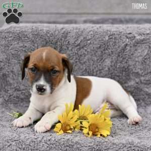 Thomas, Jack Russell Terrier Puppy