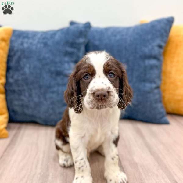 Nico, English Springer Spaniel Puppy