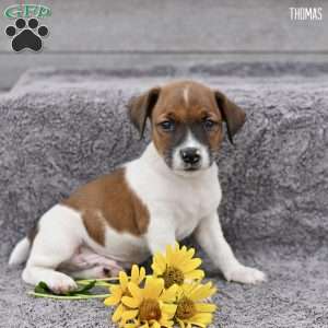 Thomas, Jack Russell Terrier Puppy