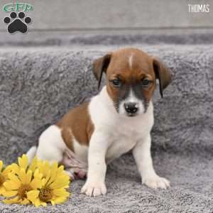 Thomas, Jack Russell Terrier Puppy