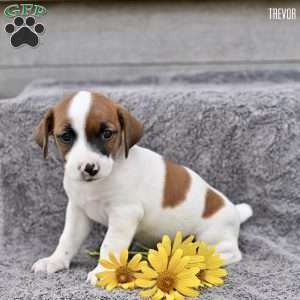 Trevor, Jack Russell Terrier Puppy