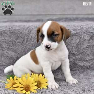 Trevor, Jack Russell Terrier Puppy