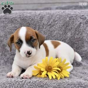 Trevor, Jack Russell Terrier Puppy