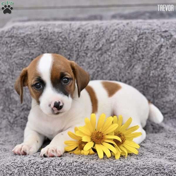 Trevor, Jack Russell Terrier Puppy
