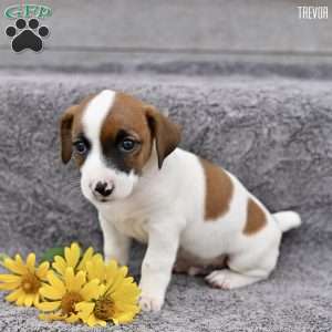 Trevor, Jack Russell Terrier Puppy