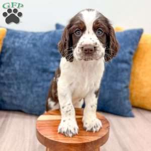 Nico, English Springer Spaniel Puppy